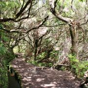 MADEIRA se seminářem  - Ajurvédská praxe, masáže a meditace - 1. fotka