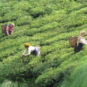 Darjeeling- asana - jóga v Indii s čajem a u moře - 9. fotka
