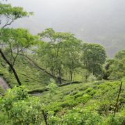Darjeeling- asana - jóga v Indii s čajem a u moře - 7. fotka