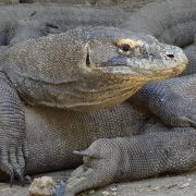 FLORES and KOMODO with drones - 2. fotka