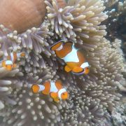 FLORES, RINCA, KOMODO - tam, kde tradice stále žijí - 5. fotka