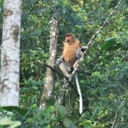 Aktivní BORNEO s jógou - 13. fotka