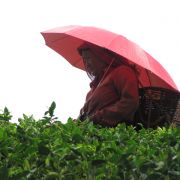 Darjeeling- asana - jóga v Indii s čajem a u moře - 10. fotka