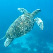 FLORES and KOMODO with drones - 11. fotka