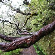 MADEIRA plná energie - jóga, uchvacující příroda a meditace - 11. fotka