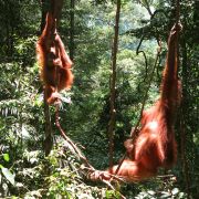 Aktivní BORNEO s jógou - 12. fotka