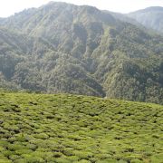 Darjeeling- asana - jóga v Indii s čajem a u moře - 4. fotka