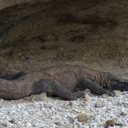 Jógový zálet na BALI, FLORES a KOMODO - 11. fotka