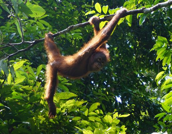 Aktivní BORNEO s jógou